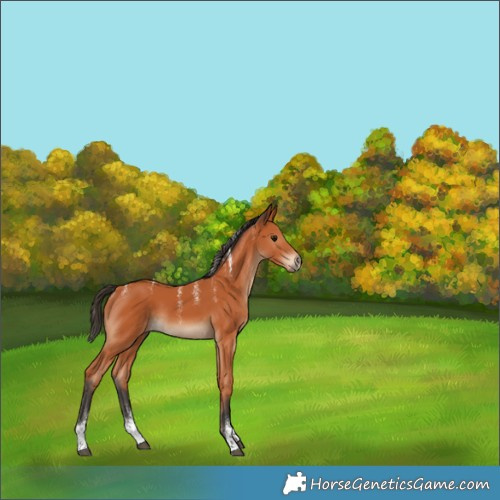 Horse Color:Powder White Bay Rabicano 