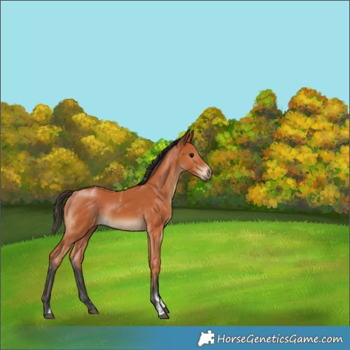 Horse Color:Powder White Bay Rabicano 
