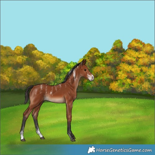 Horse Color:Powder White Bay Rabicano 