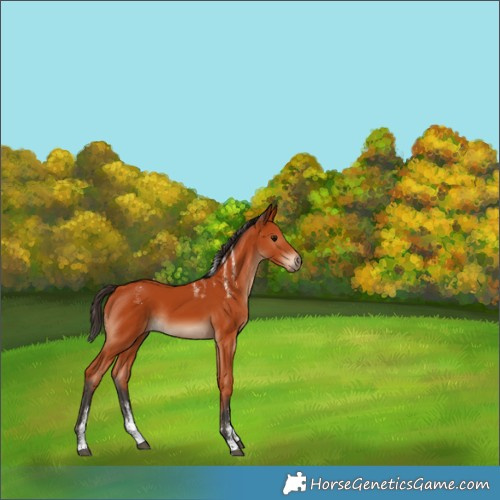 Horse Color:Powder White Bay Sabino Rabicano 