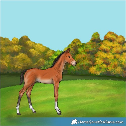 Horse Color:Bay Sabino Tobiano Rabicano 