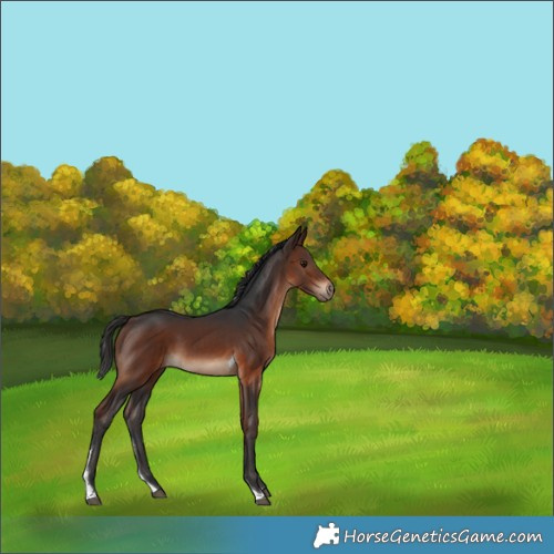 Horse Color:Brown Tobiano Rabicano 