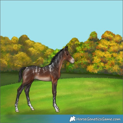 Horse Color:Powder White Brown Rabicano 