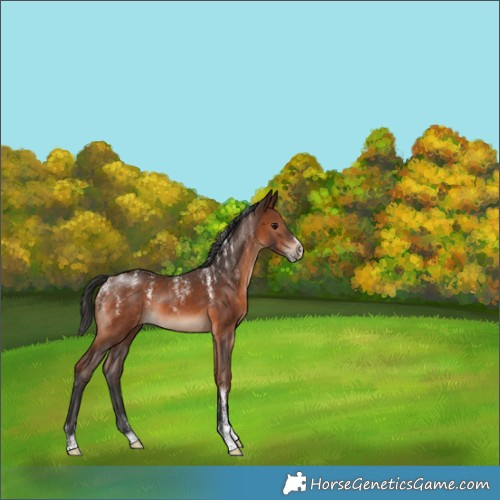Horse Color:Powder White Brown Rabicano 