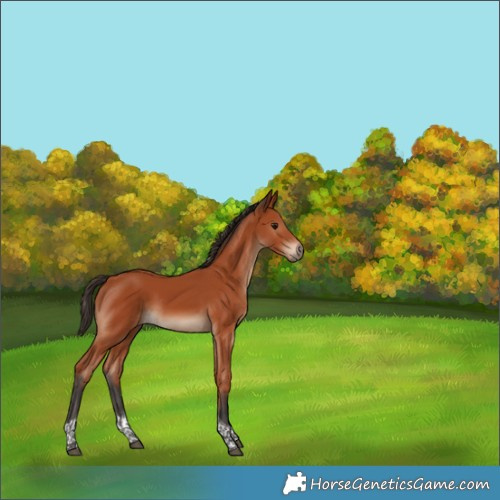 Horse Color:Bay Tobiano Rabicano 