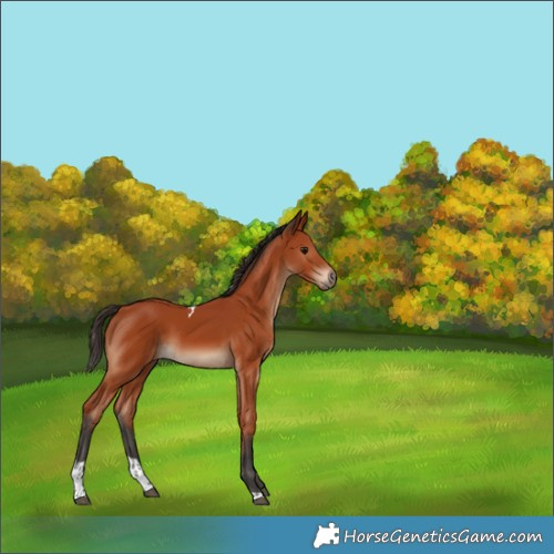 Horse Color:Bay Tobiano Rabicano 