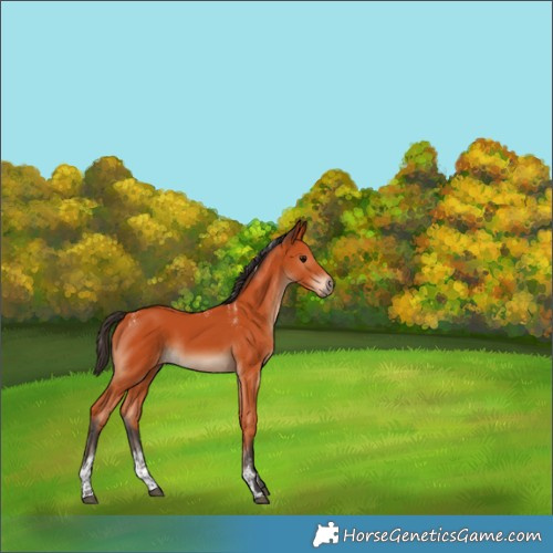 Horse Color:Powder White Bay Tobiano Rabicano 