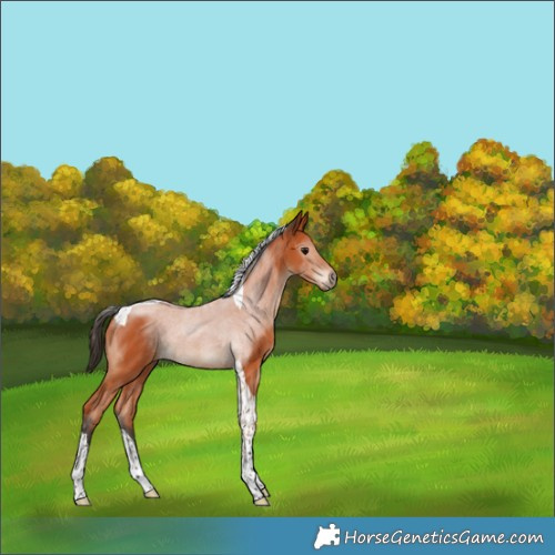 Horse Color:Bay Tobiano Rabicano 