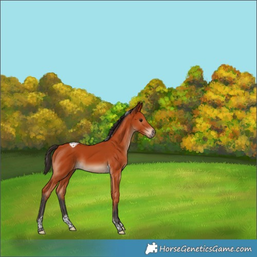 Horse Color:Bay Tobiano Rabicano 