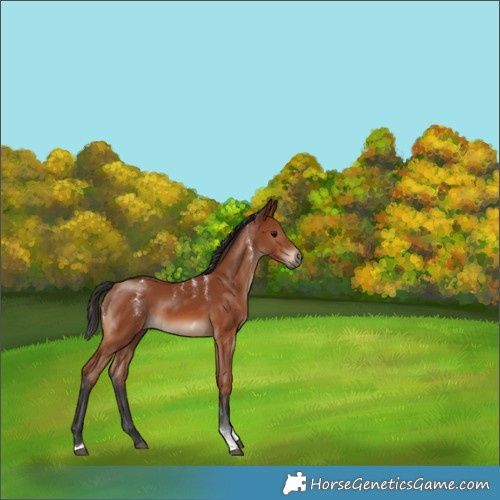 Horse Color:Powder White Bay Tobiano Rabicano 