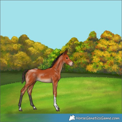 Horse Color:Bay Tobiano Rabicano 