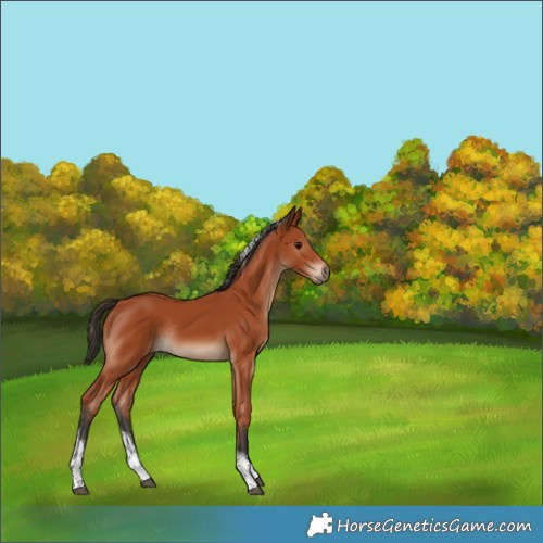 Horse Color:Bay Tobiano Rabicano 