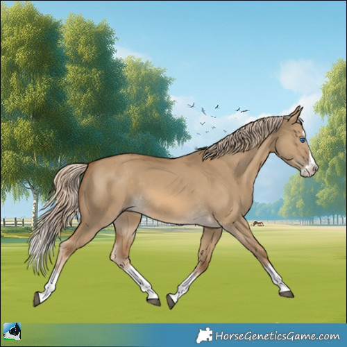 Horse Color:Chocolate Palomino Dun Splash