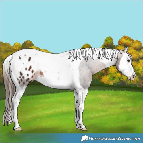 Horse Color:Brown Splash Tobiano Blanket Rabicano 
