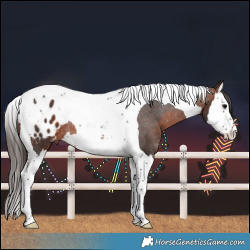 Horse Color:Brown Splash Tobiano Blanket Rabicano 