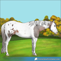 Horse Color:Brown Splash Tobiano Appaloosa Rabicano 