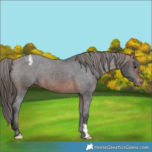 Horse Color:Brown Appaloosa 