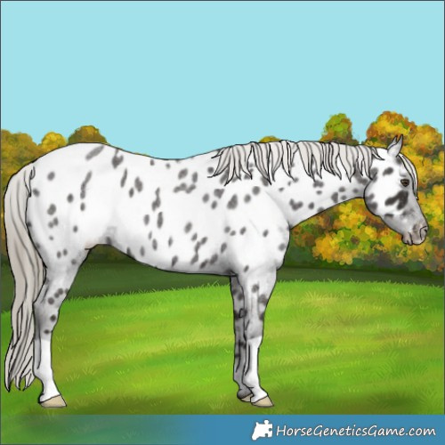 Horse Color:Liver Red Roan Near Leopard 