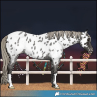 Horse Color:Liver Red Roan Near Leopard 