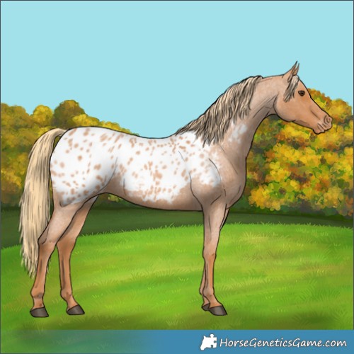 Horse Color:Red Roan Appaloosa