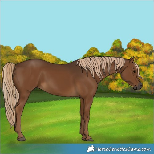 Horse Color:Gray Chocolate Palomino 