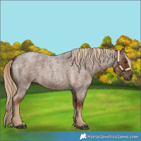 Horse Color:Gray Chocolate Palomino Roan 