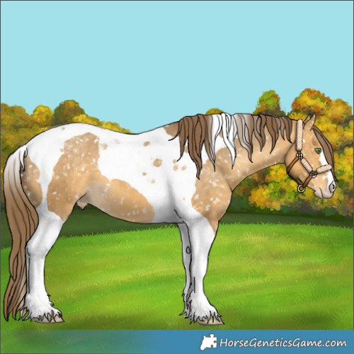 Horse Color:Sable Cream Champagne Tobiano Appaloosa 