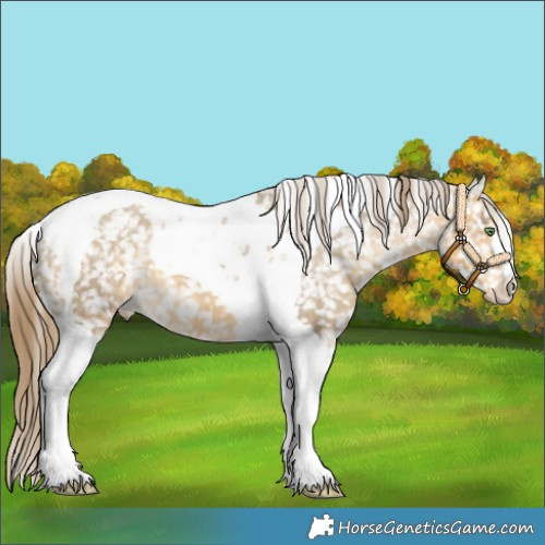 Horse Color:Sable Cream Champagne Tobiano Appaloosa 