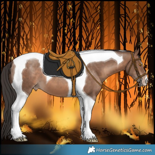Horse Color:Sable Champagne Tobiano Varnish 