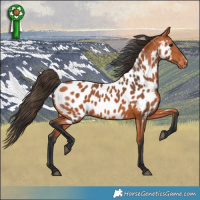 Horse Color:Bay Near Leopard 