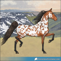 Horse Color:Bay Appaloosa