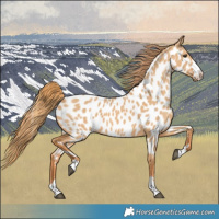 Horse Color:Red Dun Appaloosa