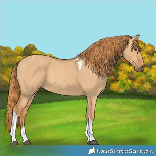 Horse Color:Red Dun Tobiano 
