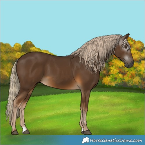Horse Color:Gray Chocolate Palomino 