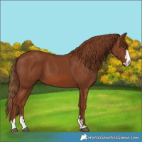 Horse Color:Chestnut 