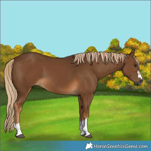 Horse Color:Gray Chocolate Palomino 