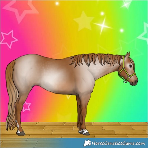 Horse Color:Gray Chestnut 