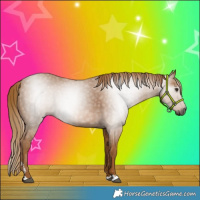 Horse Color:Gray Chestnut 