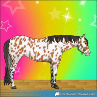 Horse Color:Bay Leopard 