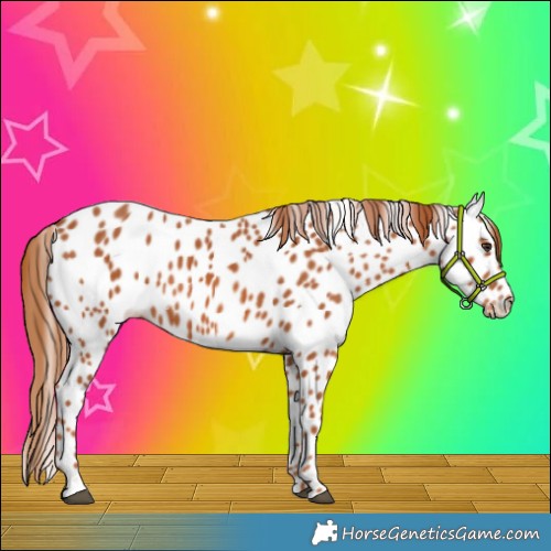 Horse Color:Chestnut Appaloosa 