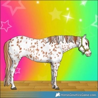 Horse Color:Chestnut Appaloosa 