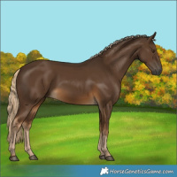 Horse Color:Gray Chocolate Palomino