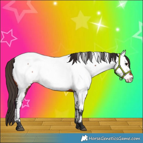 Horse Color:Bay Appaloosa 