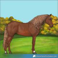 Horse Color:Chestnut 