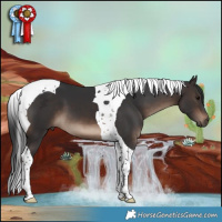Horse Color:Brown Tobiano 