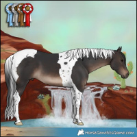 Horse Color:Brown Tobiano 
