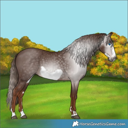 Horse Color:Gray Chestnut Frame