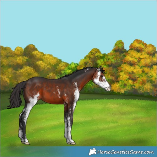 Horse Color:Brown Sabino 