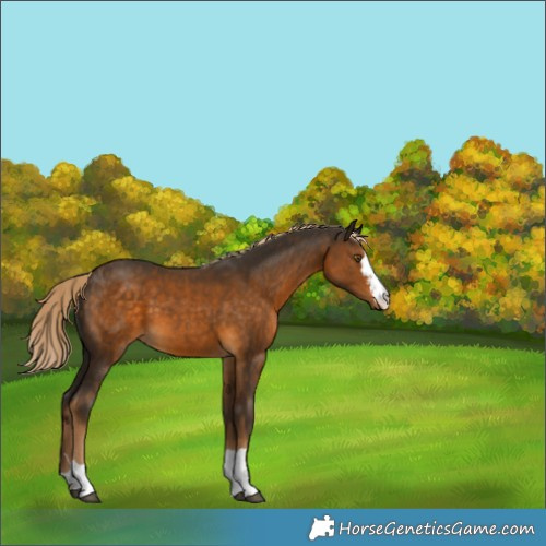 Horse Color:Chocolate Palomino 