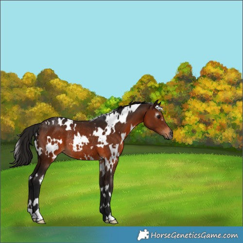 Horse Color:Gray White Spotted Bay Rabicano 